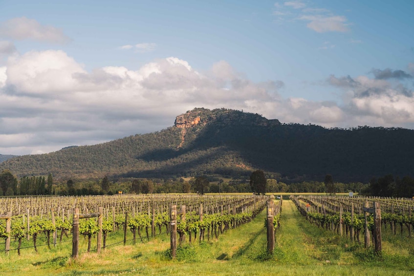 Picture 11 for Activity From Sydney: Full-Day Hunter Valley Wine Tour 4