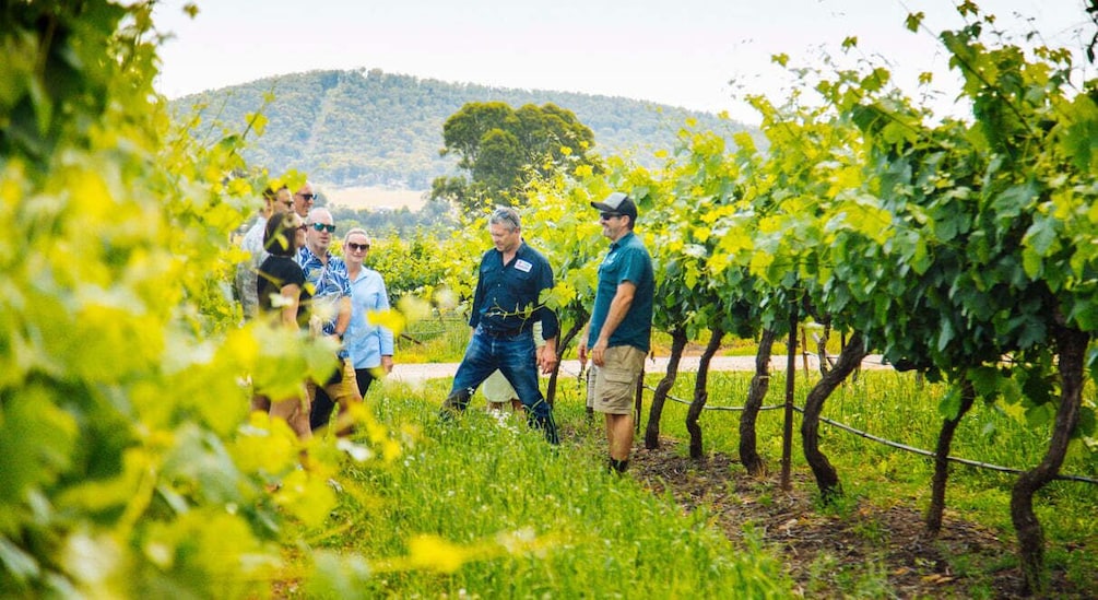 Picture 31 for Activity From Sydney: Full-Day Hunter Valley Wine Tour 5