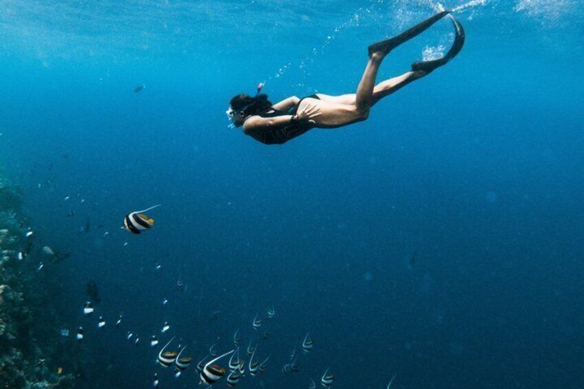 Coral Reef Snorkel Tour with Marine Biologists Videos Included 3