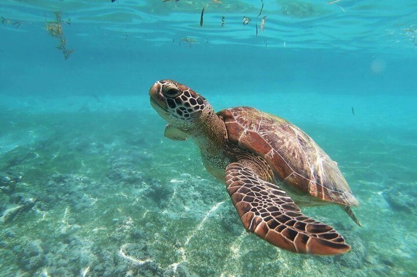 Coral Reef Snorkel Tour with Marine Biologists Videos Included 1