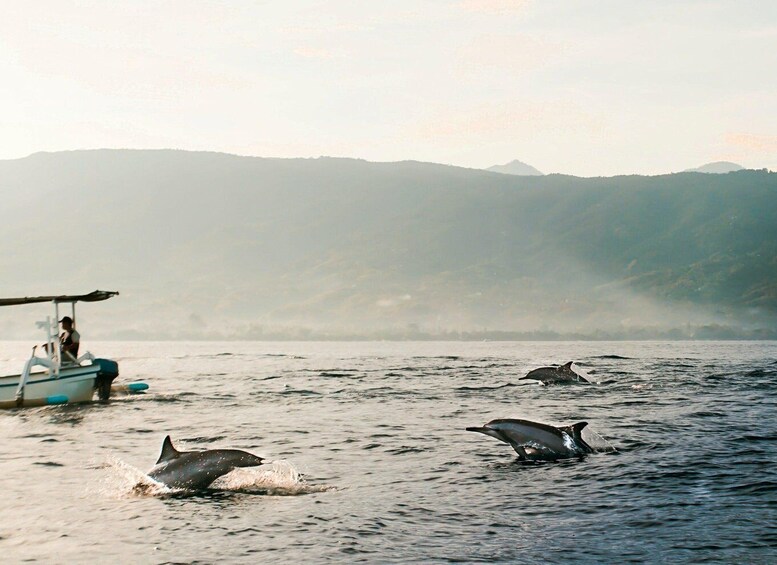 Picture 1 for Activity Bali: Lovina Dolphin Watching and Snorkeling Tour 2