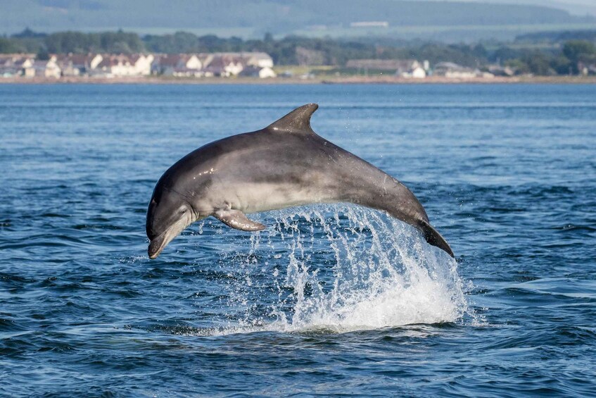 Picture 3 for Activity Bali: Lovina Dolphin Watching and Snorkeling Tour 5