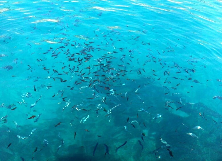 Picture 4 for Activity Boat tour from Castro marina with snorkeling stop at Porto Miggiano 5