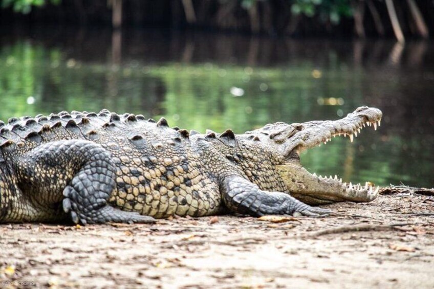 Safari through the mangroves 2