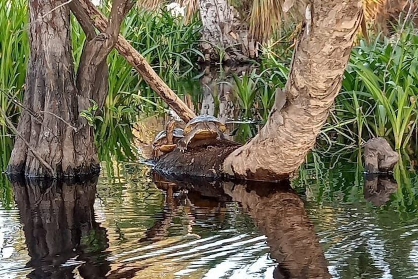 Safari through the mangroves 3