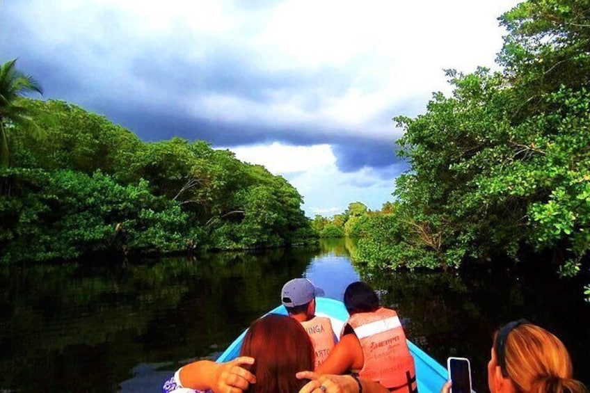 Safari through the mangroves 1
