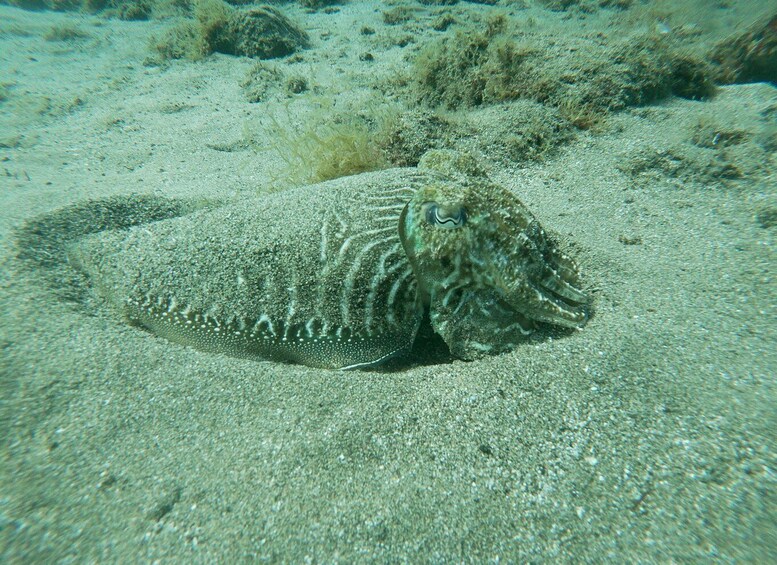 Picture 5 for Activity TRY SCUBA - Experience for beginners 5