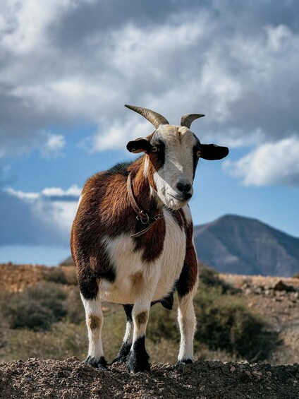 Fuerteventura Family Hike: Goat Adventure in the Back Country 1