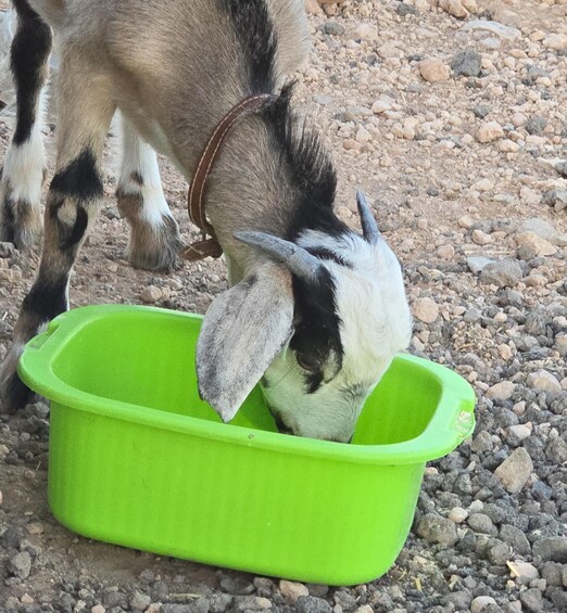 Picture 8 for Activity Fuerteventura Family Hike: Goat Adventure in the Back Country 3