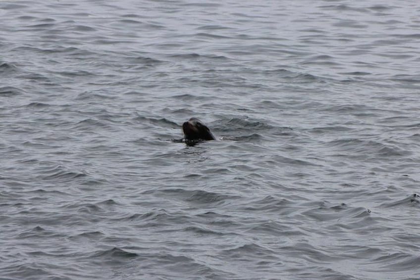 Una foca che nuota nell'oceano. 4