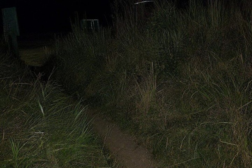 A nighttime scene with a narrow dirt path surrounded by tall grass. 3