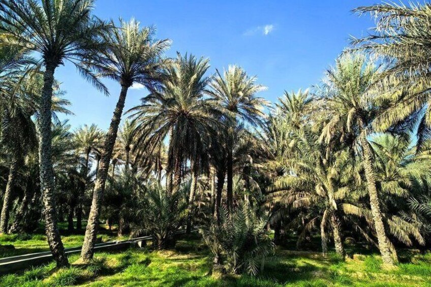 Private Al Ain Tour From Dubai With English Speaking Driver 5