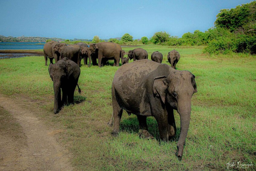Picture 13 for Activity Kaudulla Elephant Safari & Wildlife Half-Day Jeep Adventure 4