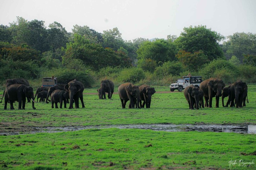 Picture 1 for Activity Kaudulla Elephant Safari & Wildlife Half-Day Jeep Adventure 3