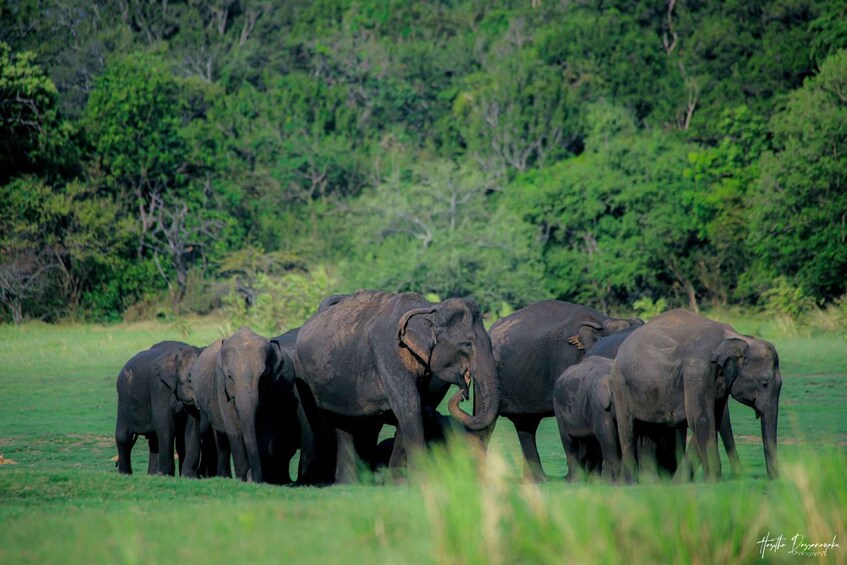 Kaudulla Elephant Safari & Wildlife Half-Day Jeep Adventure 1