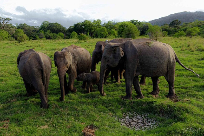 Picture 11 for Activity Kaudulla Elephant Safari & Wildlife Half-Day Jeep Adventure 2