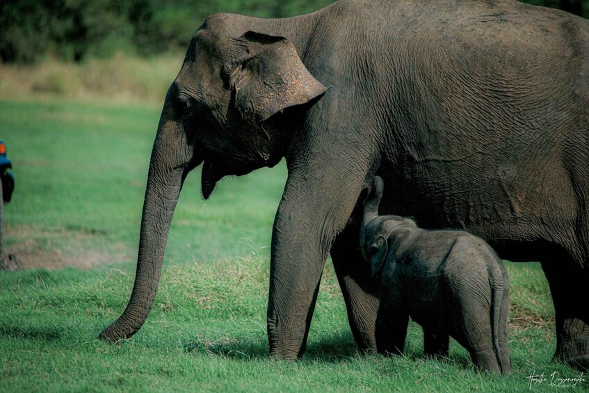 Picture 3 for Activity Kaudulla Elephant Safari & Wildlife Half-Day Jeep Adventure 5
