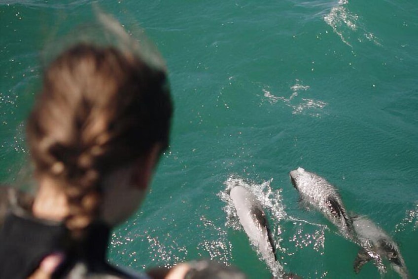 Private Akaroa Day Trip and Nature Cruise from Christchurch 5