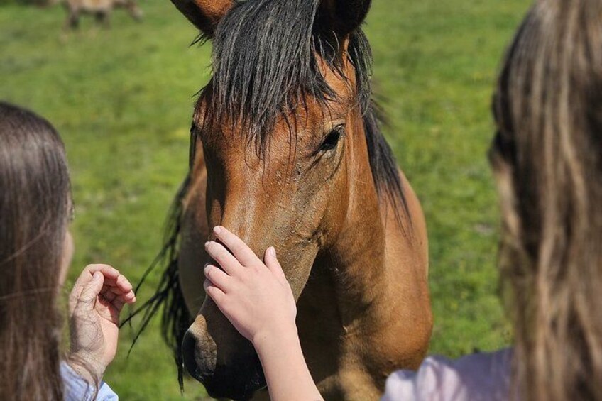 A person petting a horse in a grassy field. 3
