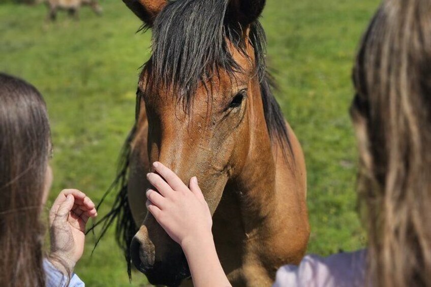 Wild Horses Livno Walking and History Tour 3