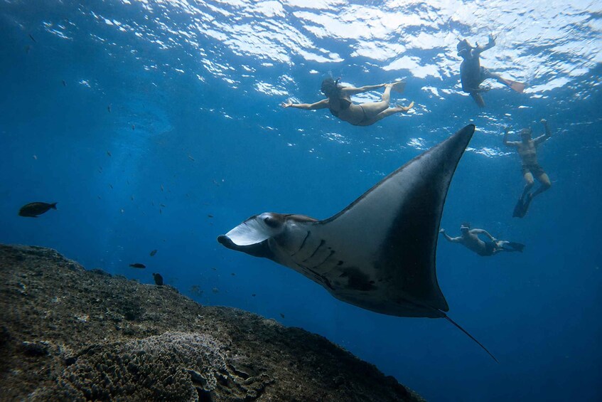 Picture 37 for Activity From Ubud: Guided Boat Manta Snorkeling & Kelingking Beach 3