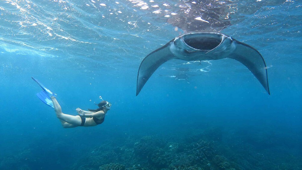 Picture 41 for Activity From Ubud: Guided Boat Manta Snorkeling & Kelingking Beach 2