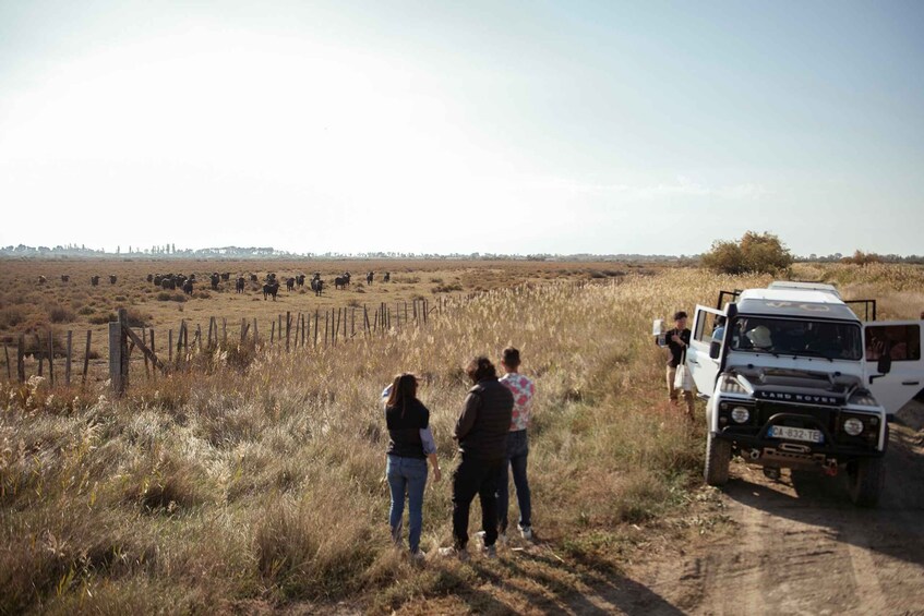 Picture 5 for Activity Camargue from Saintes-Maries-de-la-Mer: Safari + Herd – 4 hours 2