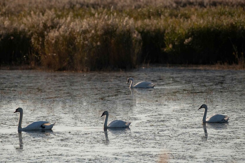 Picture 3 for Activity Camargue from Saintes-Maries-de-la-Mer: Safari + Herd – 4 hours 3