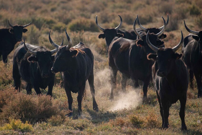 Camargue from Saintes-Maries-de-la-Mer: Safari + Herd – 4 hours 1