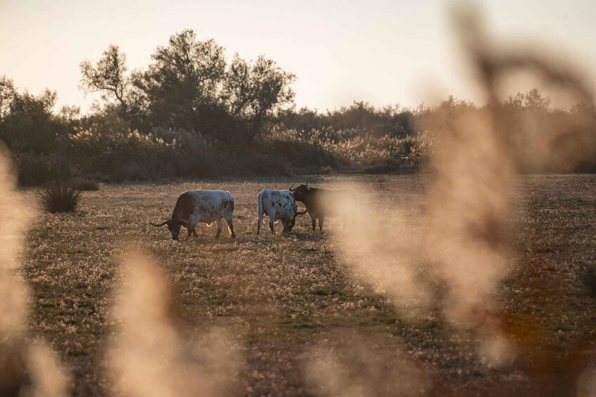 Picture 2 for Activity Camargue from Saintes-Maries-de-la-Mer: Safari + Herd – 4 hours 4