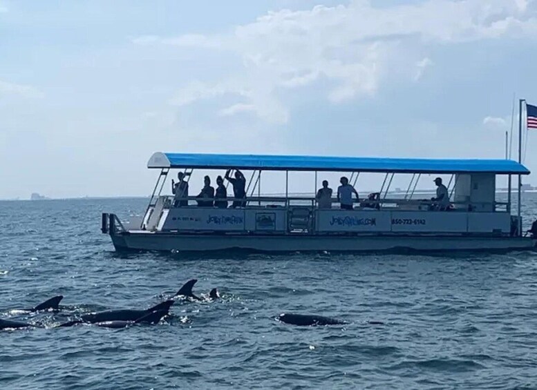 Picture 15 for Activity Pensacola Beach: Dolphin Watching Cruise and Scenic Bay Tour 4