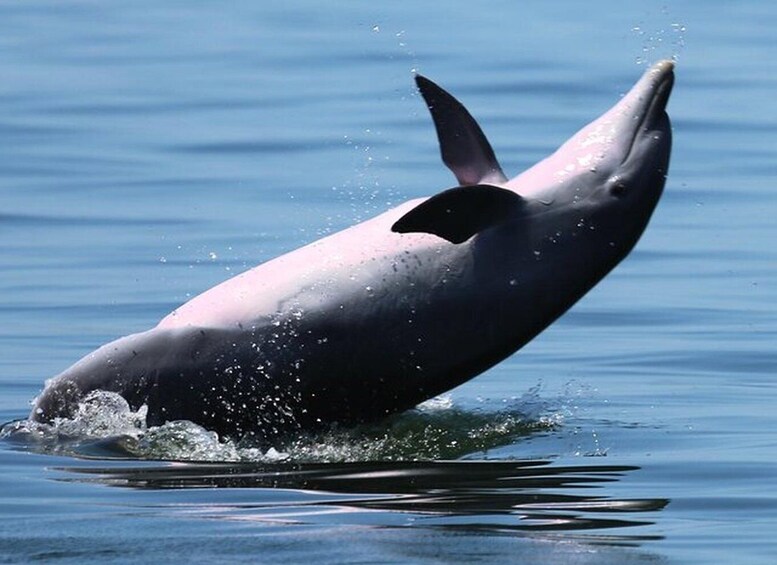 Picture 9 for Activity Pensacola Beach: Dolphin Watching Cruise and Scenic Bay Tour 2