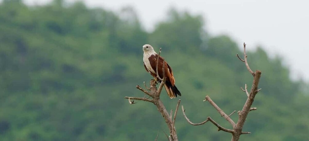 Picture 9 for Activity Langkawi Half Day Birdwatching Tour 3