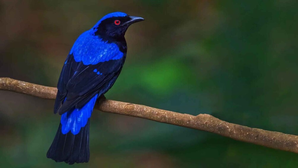 Picture 5 for Activity Langkawi Half Day Birdwatching Tour 2