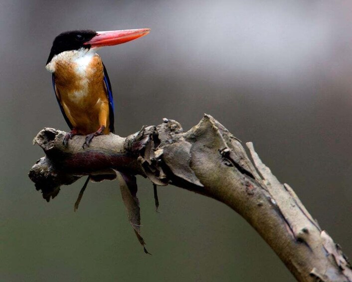 Picture 3 for Activity Langkawi Half Day Birdwatching Tour 5