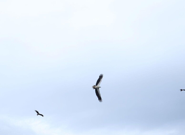 Picture 7 for Activity Langkawi Half Day Birdwatching Tour 4