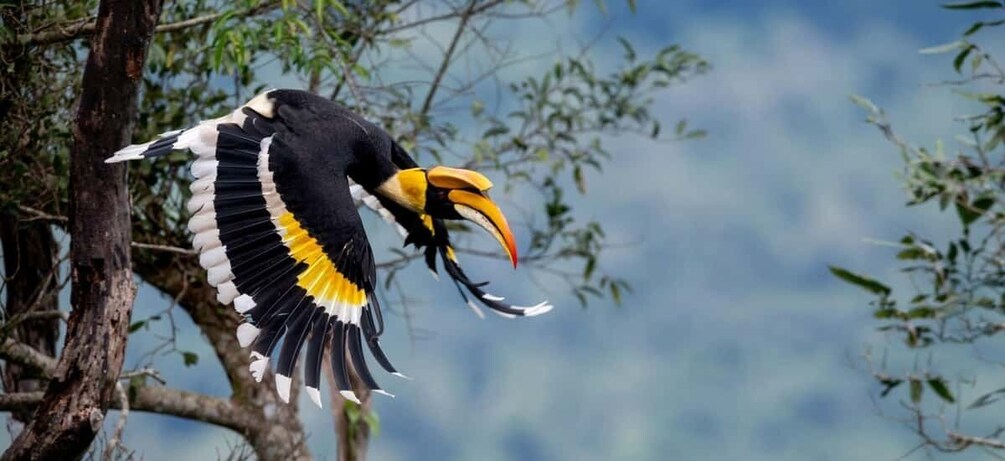 Langkawi Half Day Birdwatching Tour 1