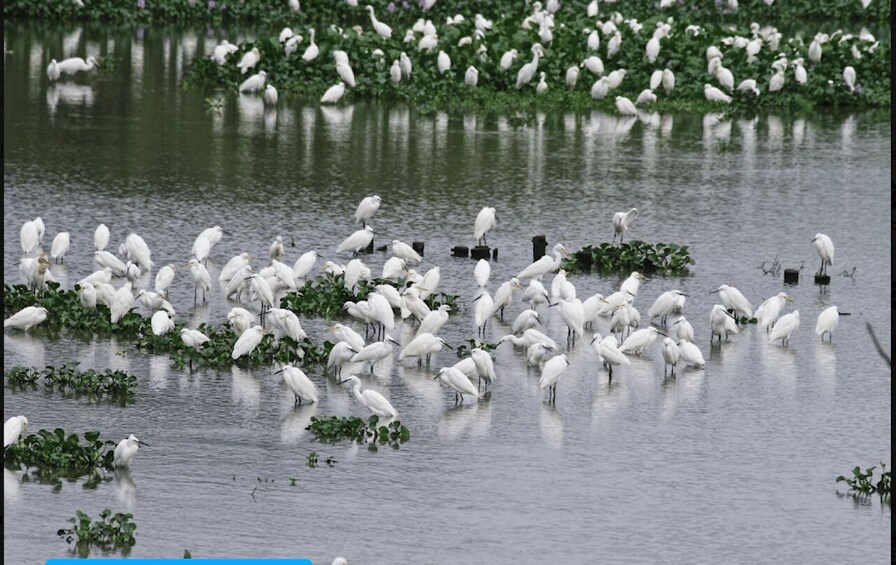 Picture 3 for Activity Hangzhou: Xixi Fisherman Tour – Heritage Fishing & Farming 4