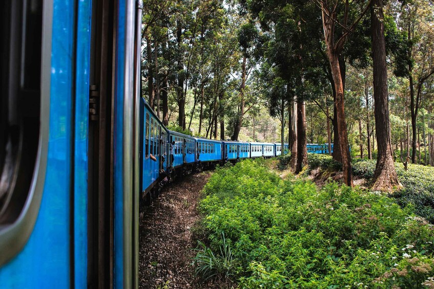 Un tren azul viajando por una zona boscosa con abundante vegetación y árboles altos. 2