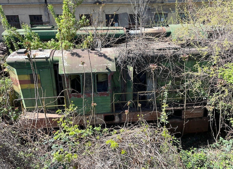 Vecchie treni verdi circondati da vegetazione incolta. 4