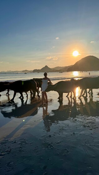 Lombok: Culture and Buffalo Sunset At Selong Belanak Beach 1