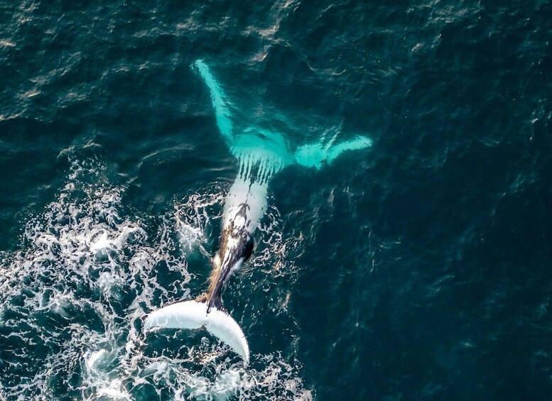 Picture 3 for Activity Ballina Byron: Aerial Whale Watching Flight 3