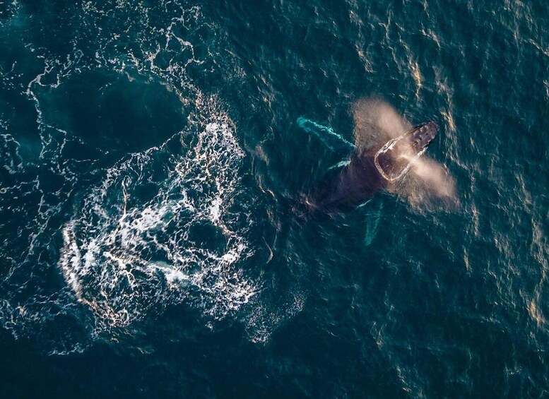 Picture 4 for Activity Ballina Byron: Aerial Whale Watching Flight 1
