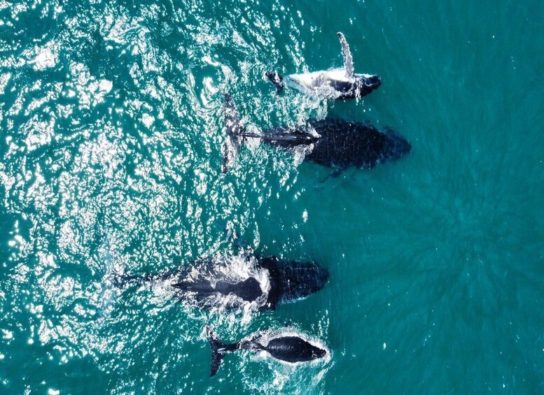 Ballina Byron: Aerial Whale Watching Flight 2