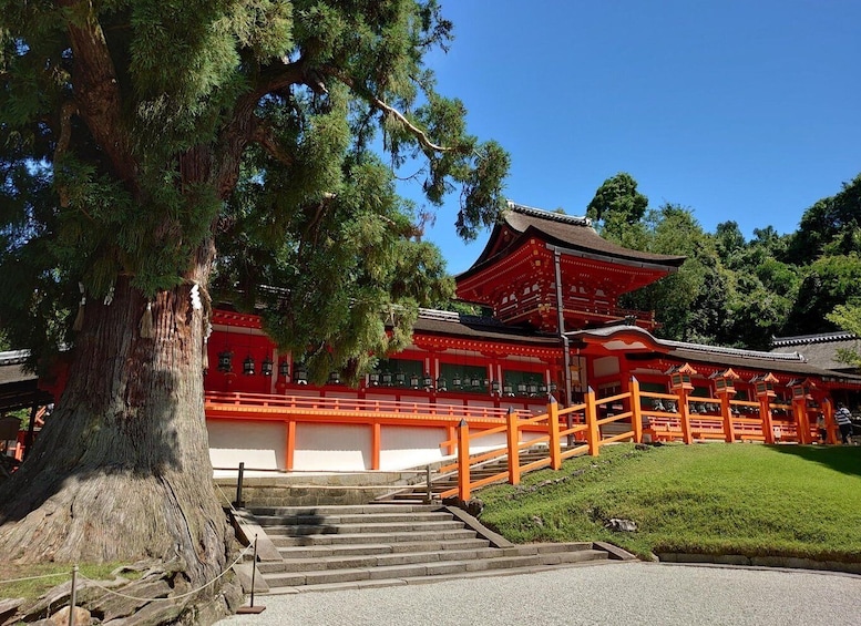 A traditional Japanese temple with a large tree in the foreground, red and white buildings, and a set of stairs leading up to the temple entrance. 3