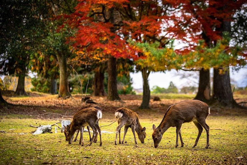 A group of deer grazing in a forest with autumn-colored trees. 5