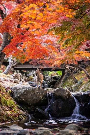 A deer standing on rocks by a stream with a wooden bridge in the background. 4