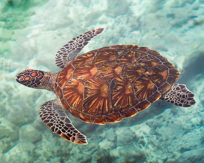 A sea turtle swimming underwater. 4