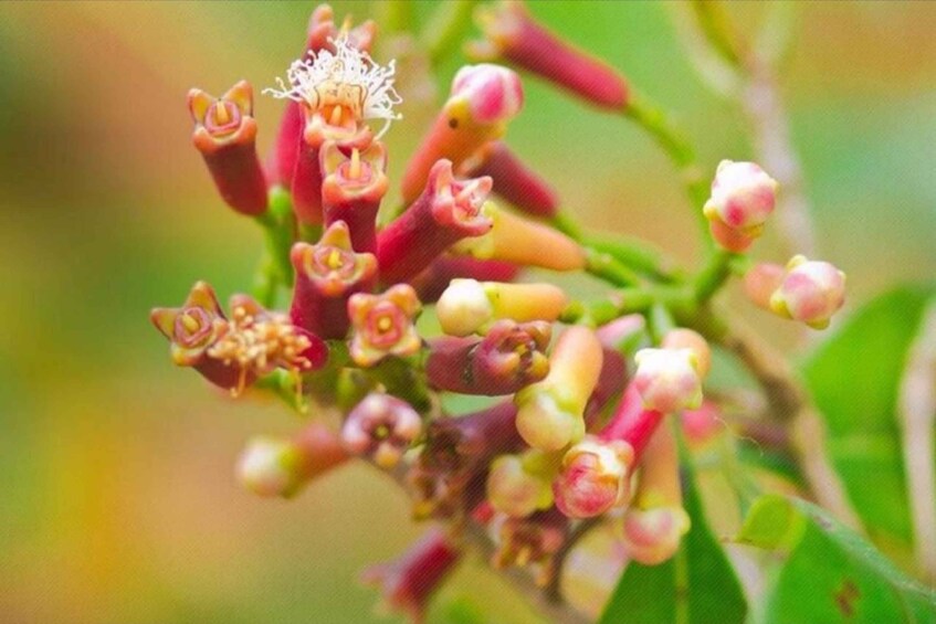 A cluster of pink and red flowers with prominent stamens. 2