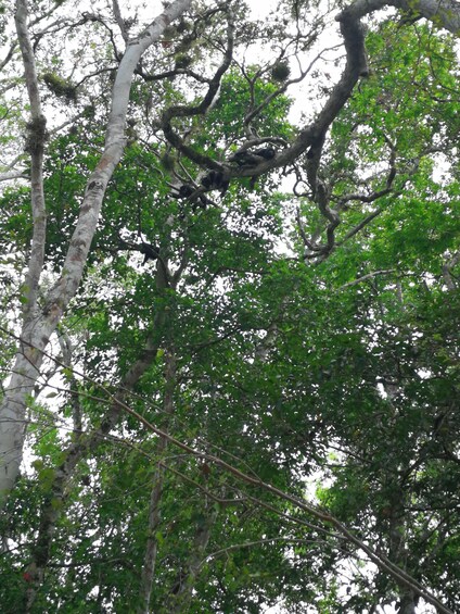 Picture 4 for Activity Calakmul Full-Day Expedition from Playa del Carmen 4